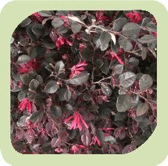 Loropetalum